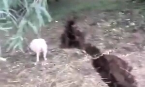 “No fue un sismo”, afirmó especialista tras video viralizado de grieta en la tierra – Prensa 5