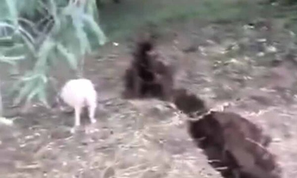“No fue un sismo”, afirmó especialista tras video viralizado de grieta en la tierra – Prensa 5