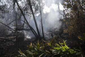 Gobierno de Chile destinará 500.000 dólares para restaurar Jardín Botánico tras incendios - Mundo - ABC Color