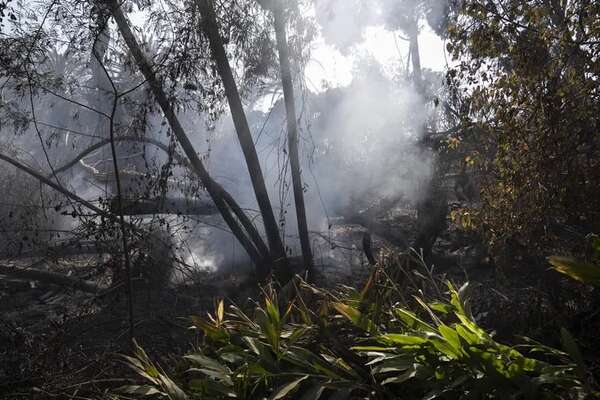 Gobierno de Chile destinará 500.000 dólares para restaurar Jardín Botánico tras incendios - Mundo - ABC Color