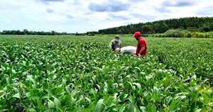 La Nación / La falta de lluvias preocupa a los exportadores de oleaginosas