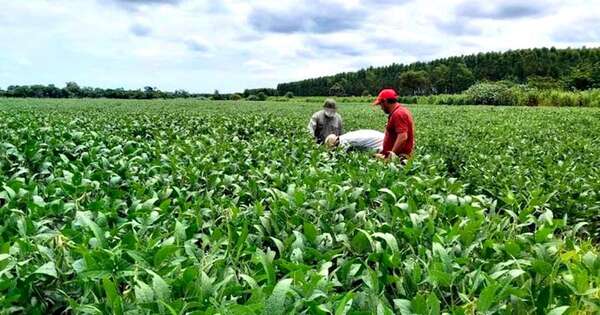 La Nación / La falta de lluvias preocupa a los exportadores de oleaginosas
