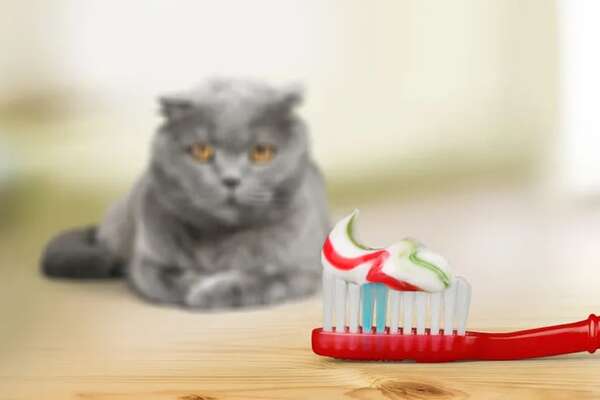 Mascotas: Cómo proteger a los gatos de intoxicaciones domésticas - Mascotas - ABC Color