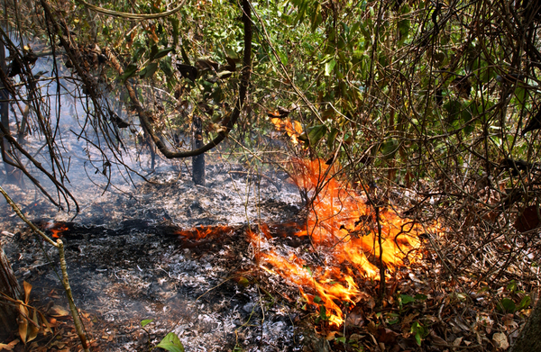 FUE A QUEMAR UN PASTIZAL PERO TERMINÓ FALLECIENDO EN EL FUEGO - Itapúa Noticias