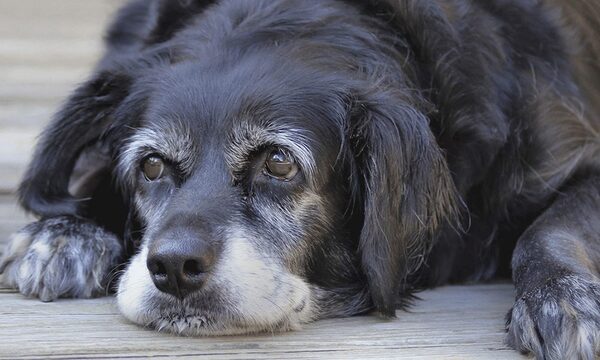 Cuidados a tener en cuenta para perros ancianos | Telefuturo