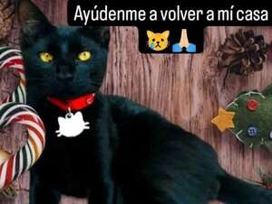 Carbón - Encontrá a tu mascota - ABC Color