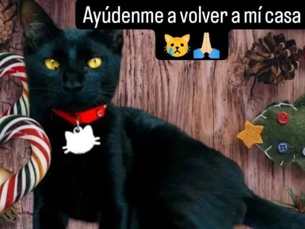 Carbón - Encontrá a tu mascota - ABC Color