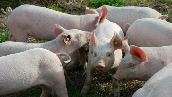 Itapúa diversifica su ganadería: éxito en la producción porcina y ovina