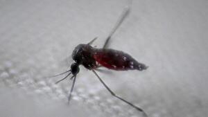 Brasil supera el medio millón de casos de dengue en lo que va de año