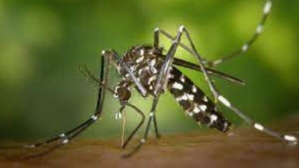 Dengue afea bolsillo de trabajador