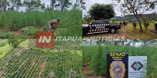 ERRADICAN 14 HECTÁREAS DE CULTIVO DE MARIHUANA EN ALTO VERÁ - Itapúa Noticias