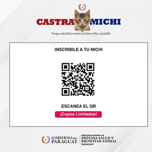 Jornada de castración de gatos este martes 20 en la Dirección de Defensa Animal - ADN Digital