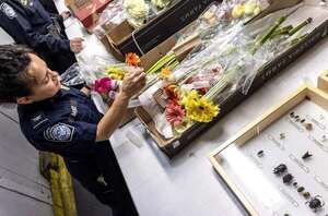 Las flores de San Valentín llegan por toneladas a Miami - Mundo - ABC Color
