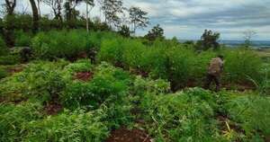 Diario HOY | SENAD elimina más de 40 toneladas de marihuana en Itapúa