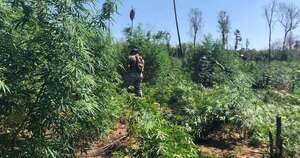 La Nación / Destruyen más de 40 t de marihuana