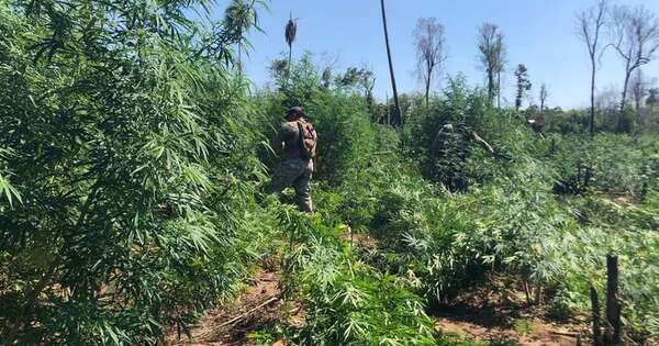 La Nación / Destruyen más de 40 t de marihuana
