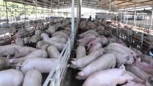 Cierre de fábrica tendría alto impacto en granjas de cerdos