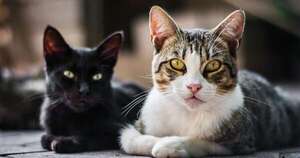 Diario HOY | “Castramichi 2024″: Defensa animal anuncia jornada de castración de gatos