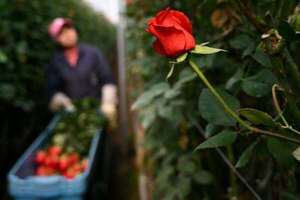 Colombia exporta 700 millones de flores por San Valentín
