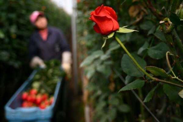 Colombia exporta 700 millones de flores por San Valentín