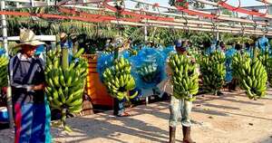 La Nación / Rubro de la banana es expandible al mercado europeo