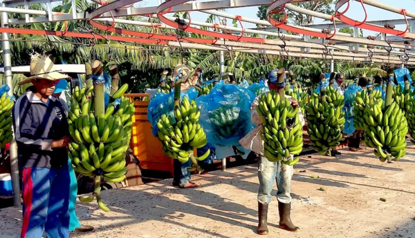 Rubro de la banana es expandible al mercado europeo