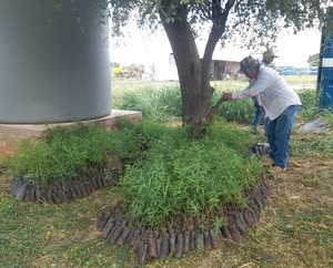 Unos 9.000 árboles fueron repuestos en el suelo chaqueño