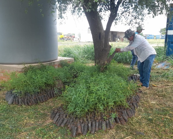 Unos 9.000 árboles fueron repuestos en el suelo chaqueño