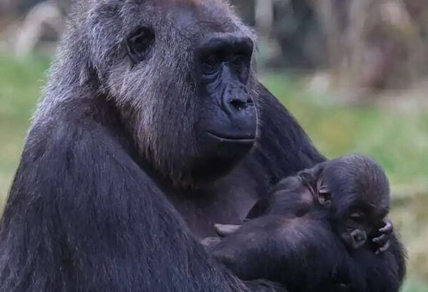 Nace en el zoológico de Londres bebé gorila de especie amenazada