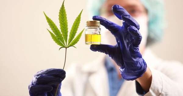 La Nación / Cannabidiol tiene alto porcentaje de efectividad contra crisis de epilepsia, afirma experto