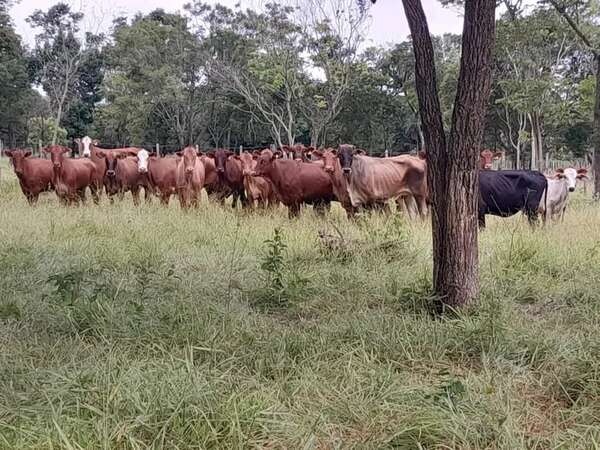 Allanamiento por caso de robo de animales deja un aprehendido - Policiales - ABC Color