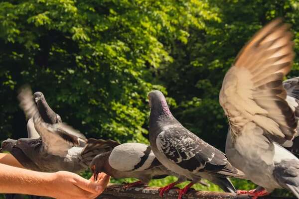 Atención: Riesgos detrás de alimentar a animales callejeros y palomas que no son tus mascotas - Mascotas - ABC Color