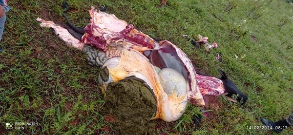 Faenen Ganado Perteneciente a ExGobernadora de Concepción