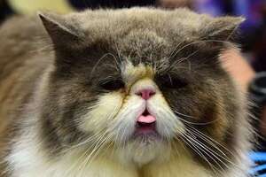 ¿Un gato doméstico contagió de peste bubónica a un humano? - Mascotas - ABC Color