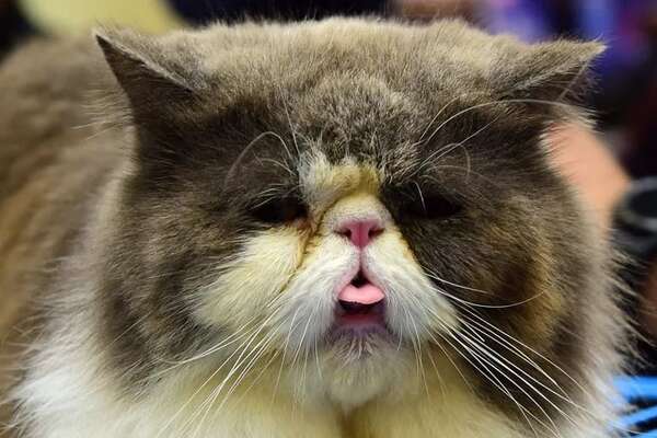 ¿Un gato doméstico contagió de peste bubónica a un humano? - Mascotas - ABC Color