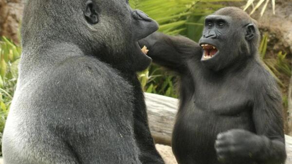 Los grandes simios, como los humanos, provocan a sus compañeros en broma