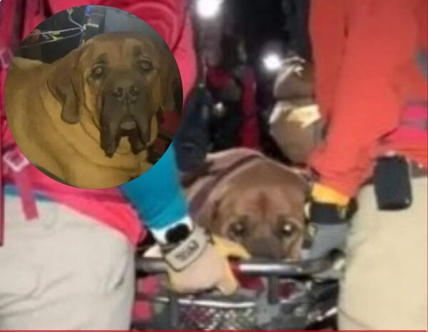 PERRO CON OBESIDAD SE CANSÓ DE CAMINAR Y TUVIERON QUE RESCATARLO