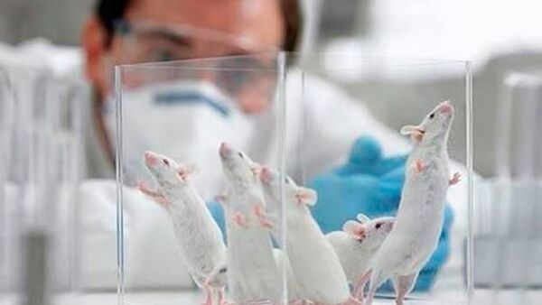 Crean nueva molécula capaz de acabar con cepas de bacterias resistentes a los fármacos