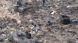Hallan restos óseos humanos en la Costanera Sur de Asunción