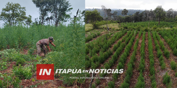 DESTRUYEN DE MÁS DE 20 HECTÁREAS DE CULTIVO DE MARIHUANA EN ALTO VERA - Itapúa Noticias