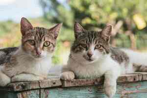 'Castramichi 2024': por el día del gato ofrecen castración gratuita - Unicanal