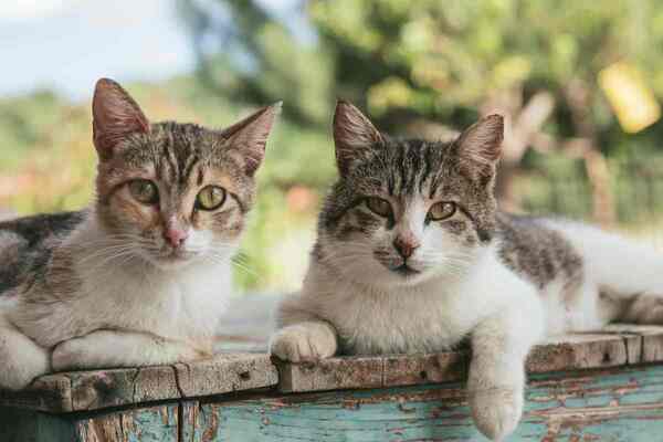 'Castramichi 2024': por el día del gato ofrecen castración gratuita - Unicanal