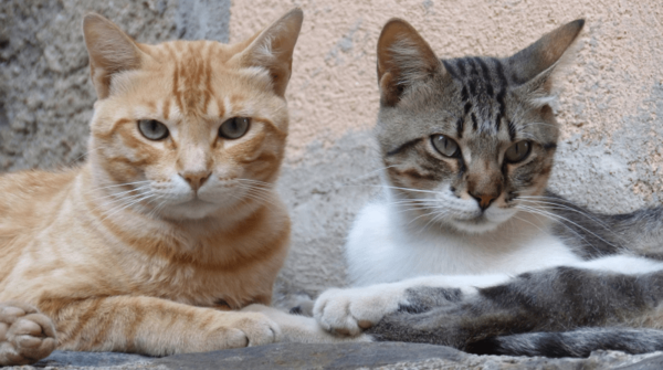 Por el día del 'Michi': ofrecen 150 cupos para castración de gatos gratuita - trece