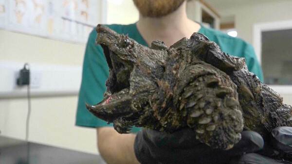 Rescatan a una rara tortuga de aspecto espeluznante en un lago de Inglaterra - ADN Digital