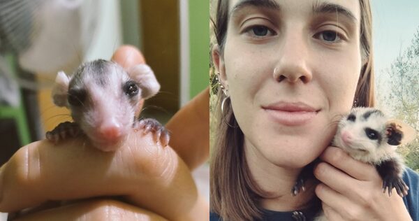 Liberaron a “Sía”, la zarigüeya más famosa de redes sociales - Unicanal