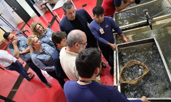 ITAIPU entregó alevines a Municipalidad de San Alberto para su distribución a piscicultores