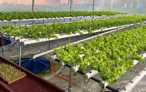 Reinserción: lechugas hidropónicas producidas por internos se comercializan desde hoy - .::Agencia IP::.