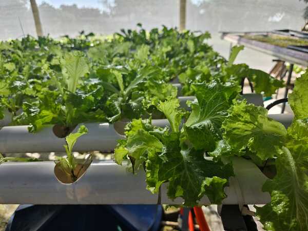 Comercializan 1ra cosecha de lechugas hidropónicas de Tacumbú