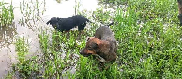 Pinki y Leona: los perros héroes que salvaron a sus amos de las garras del yaguareté - Noticias del Chaco - ABC Color