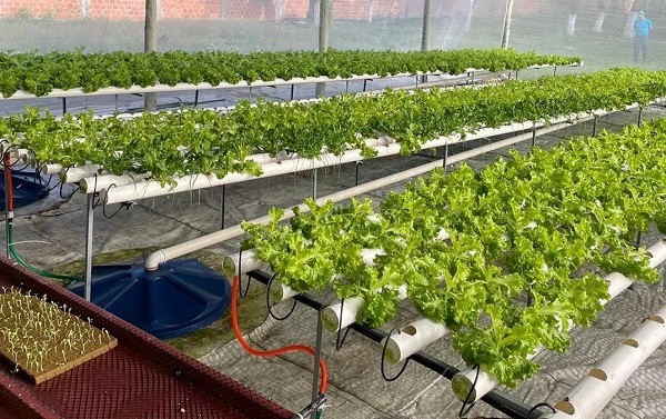 Lechugas cultivadas por reclusos se venden en locales de Asunción